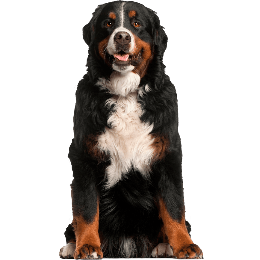 Perro Bernés de la Montaña